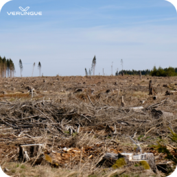 Polizze assicurative contro le catastrofi naturali (CAT NAT)